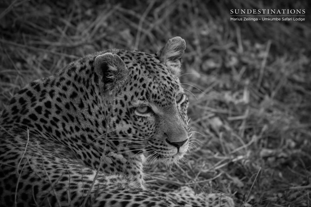 Little Bush Leopard Little Bush Leopard