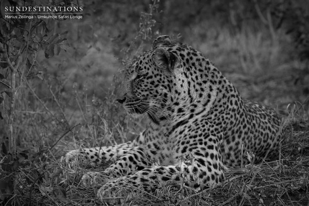 Little Bush the Leopard Little Bush the Leopard