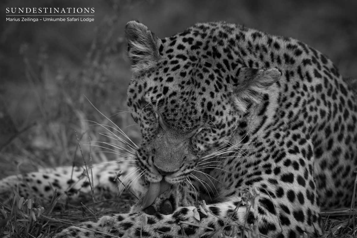 Sabi Sand Little Bush Sabi Sand Little Bush