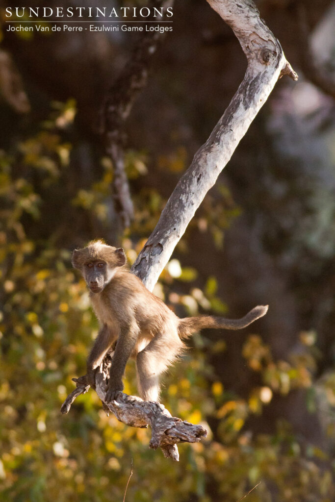 A young baboon demonstrates its acrobatic ability in the trees around Ezulwini A young baboon demonstrates its acrobatic ability in the trees around Ezulwini