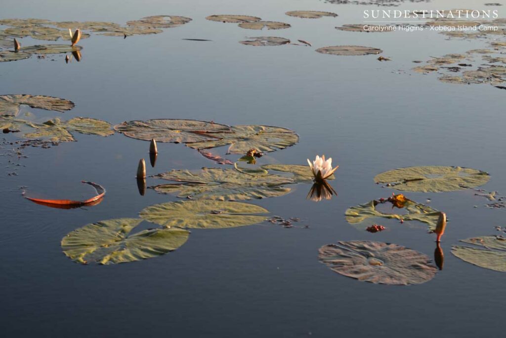 Okavango Delta Scene Okavango Delta Scene