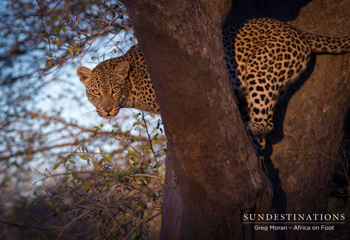 Ross Dam the Leopard Ross Dam the Leopard