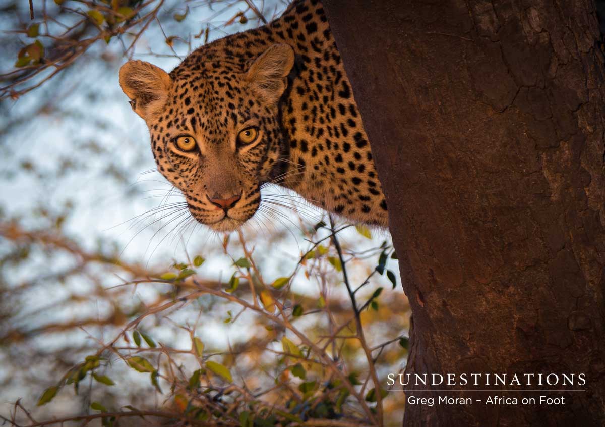 Ross Dam in Marula Tree Ross Dam in Marula Tree