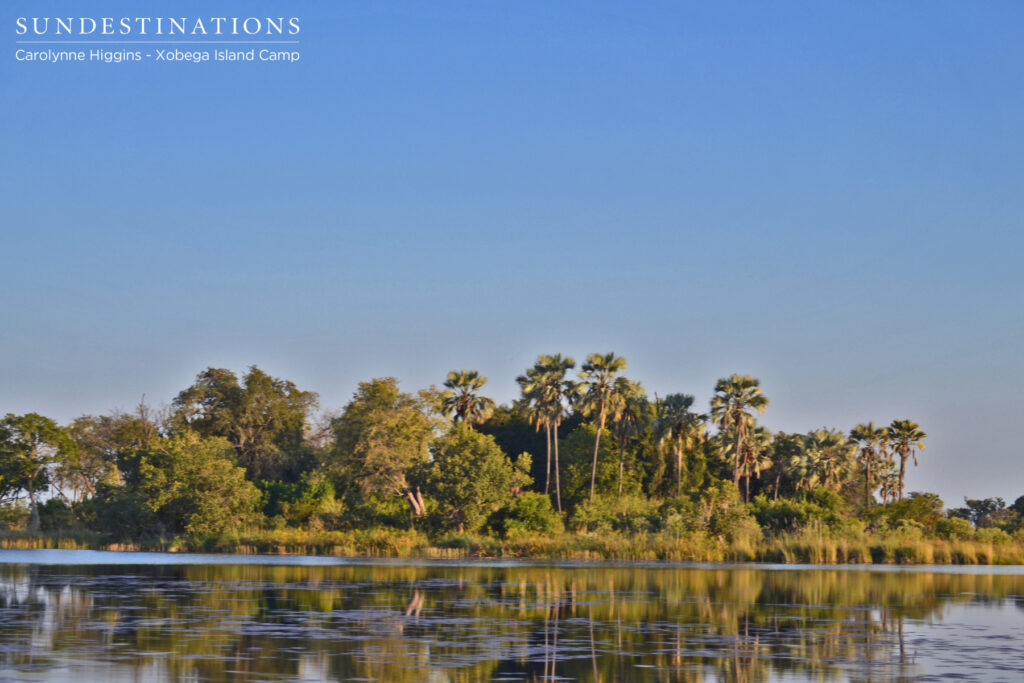 Palm Trees - Okavango Delta Palm Trees - Okavango Delta