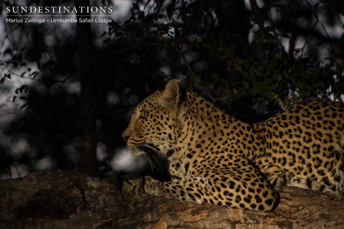 White Dam Leopard White Dam Leopard