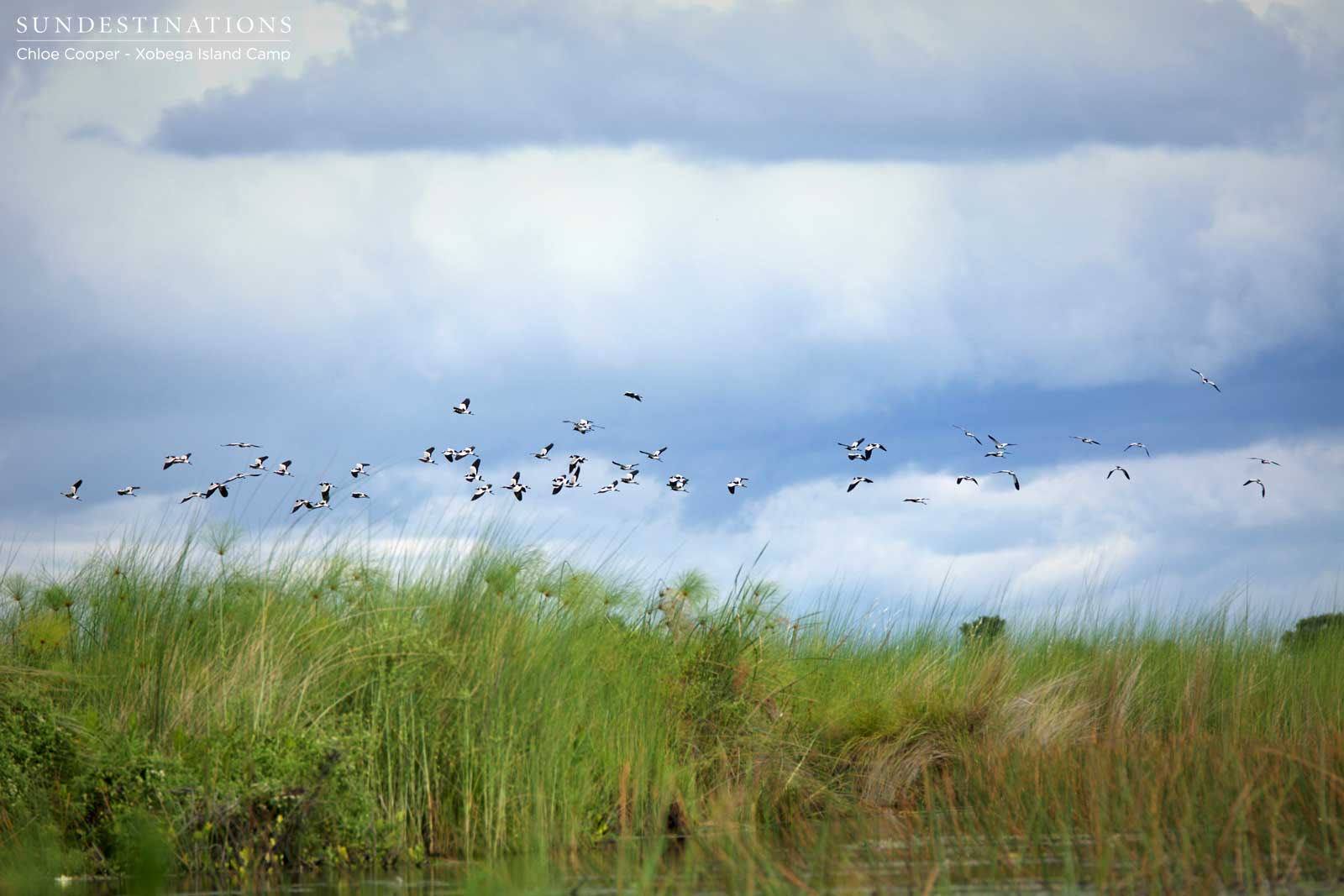 Blacksmith Lapwings in Flight Blacksmith Lapwings in Flight