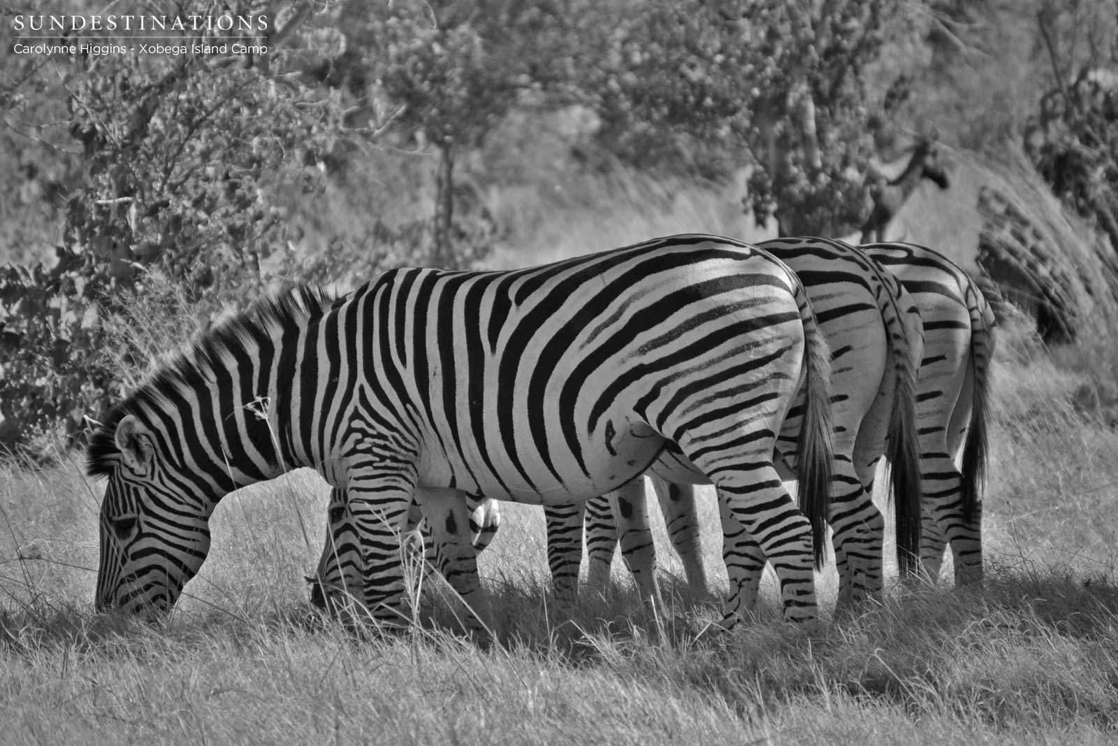 Moremi Zebra Moremi Zebra