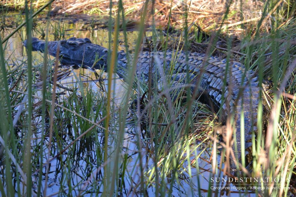 Crocodile in the Okavango Delta Crocodile in the Okavango Delta