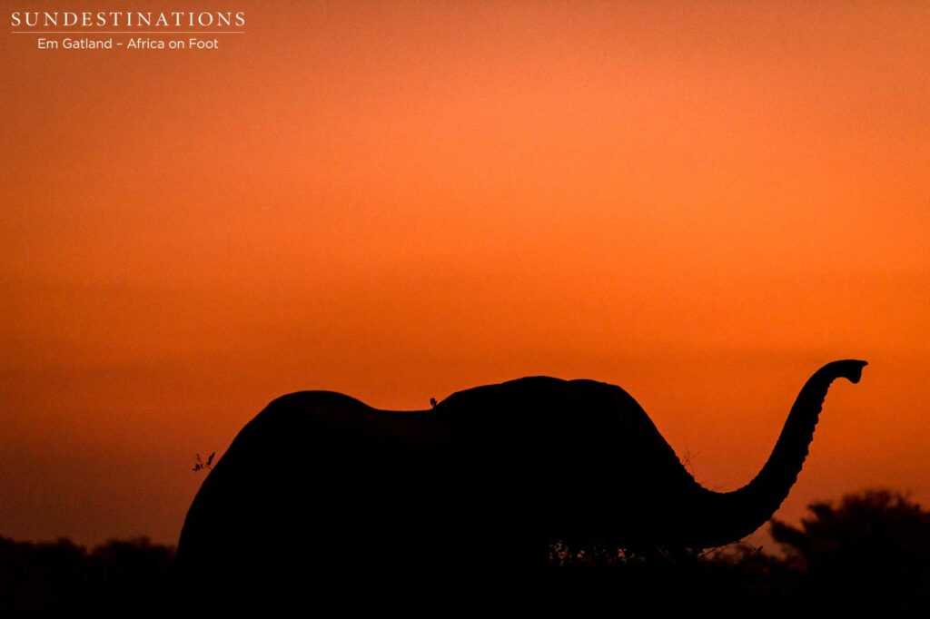 An elephants smells the air as the light begins to fade at sunset An elephants smells the air as the light begins to fade at sunset