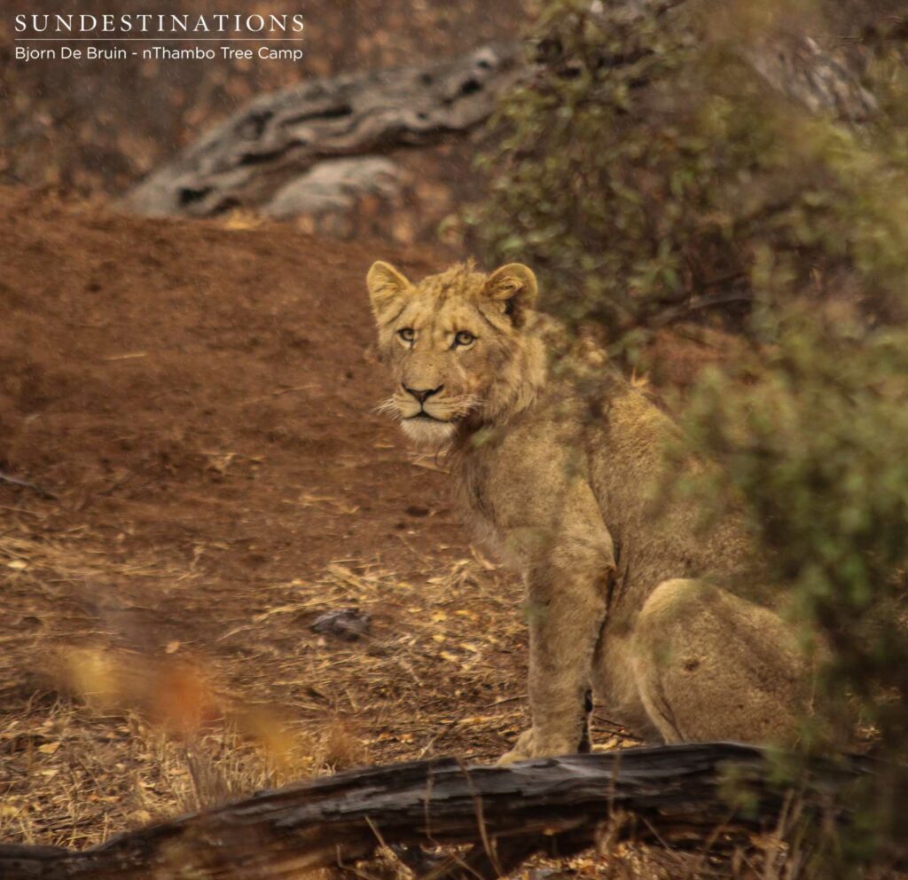 One of the young males growing into a handsome lion One of the young males growing into a handsome lion