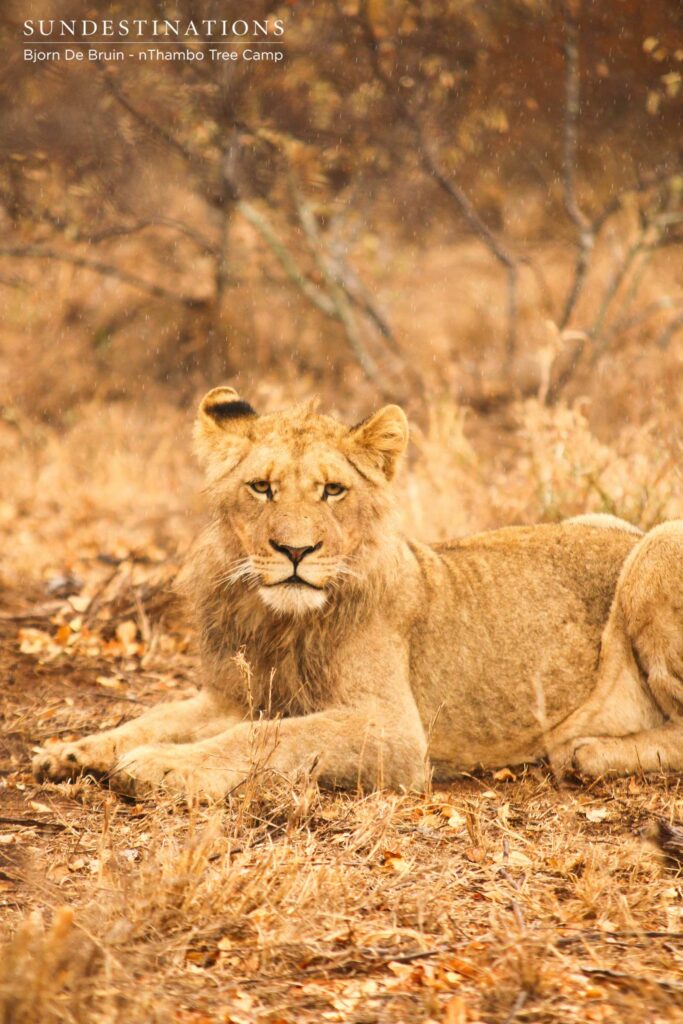 Young Hercules Pride male watching nThambo guests Young Hercules Pride male watching nThambo guests