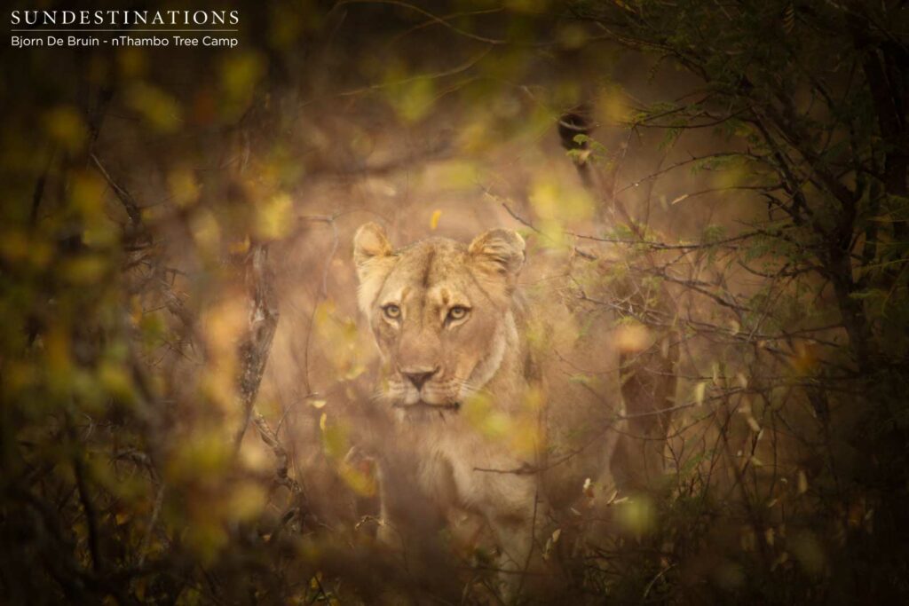 Ferocious Hercules pride lioness Ferocious Hercules pride lioness