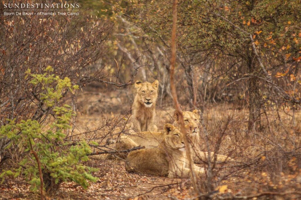 Hercules Pride seen this morning at nThambo Tree Camp Hercules Pride seen this morning at nThambo Tree Camp