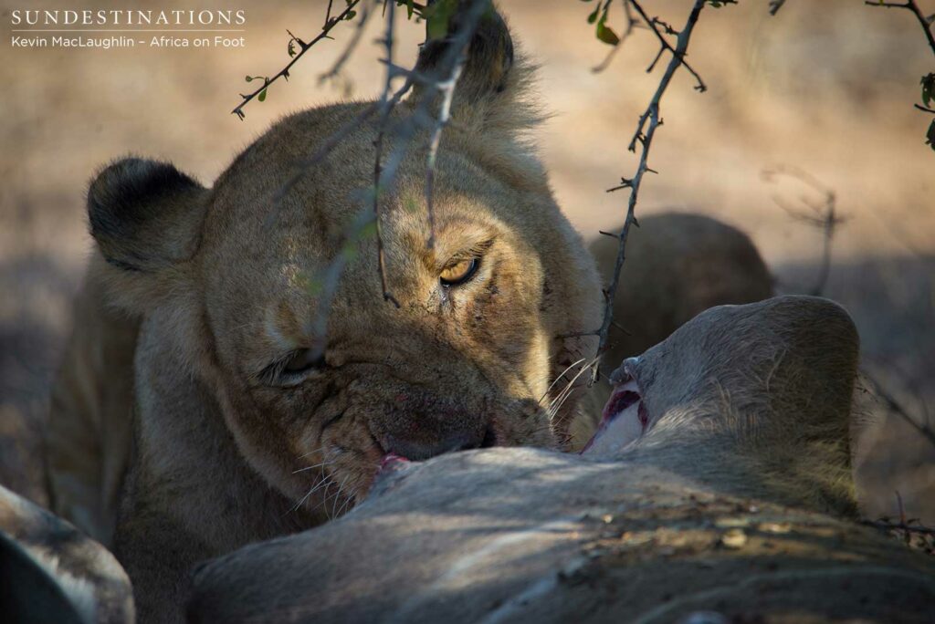 A Breakaway lioness feeds hungrily as she knows the Mapoza males are closing in on her kill A Breakaway lioness feeds hungrily as she knows the Mapoza males are closing in on her kill