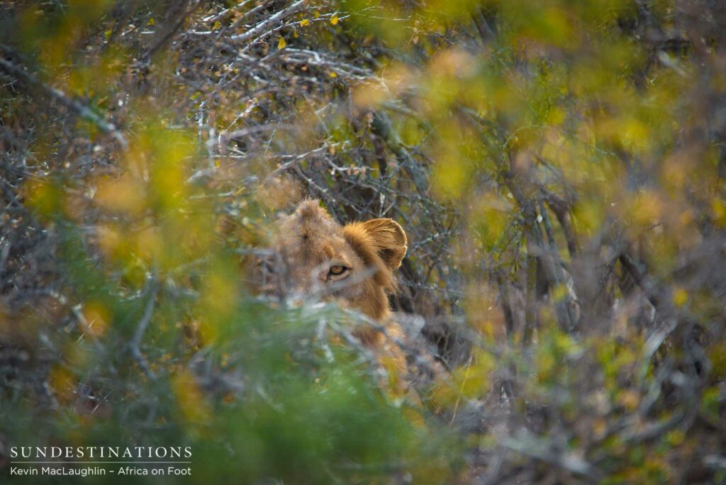 The shy Mapoza male lion glares skeptically at us from his hiding place in the winter bush The shy Mapoza male lion glares skeptically at us from his hiding place in the winter bush
