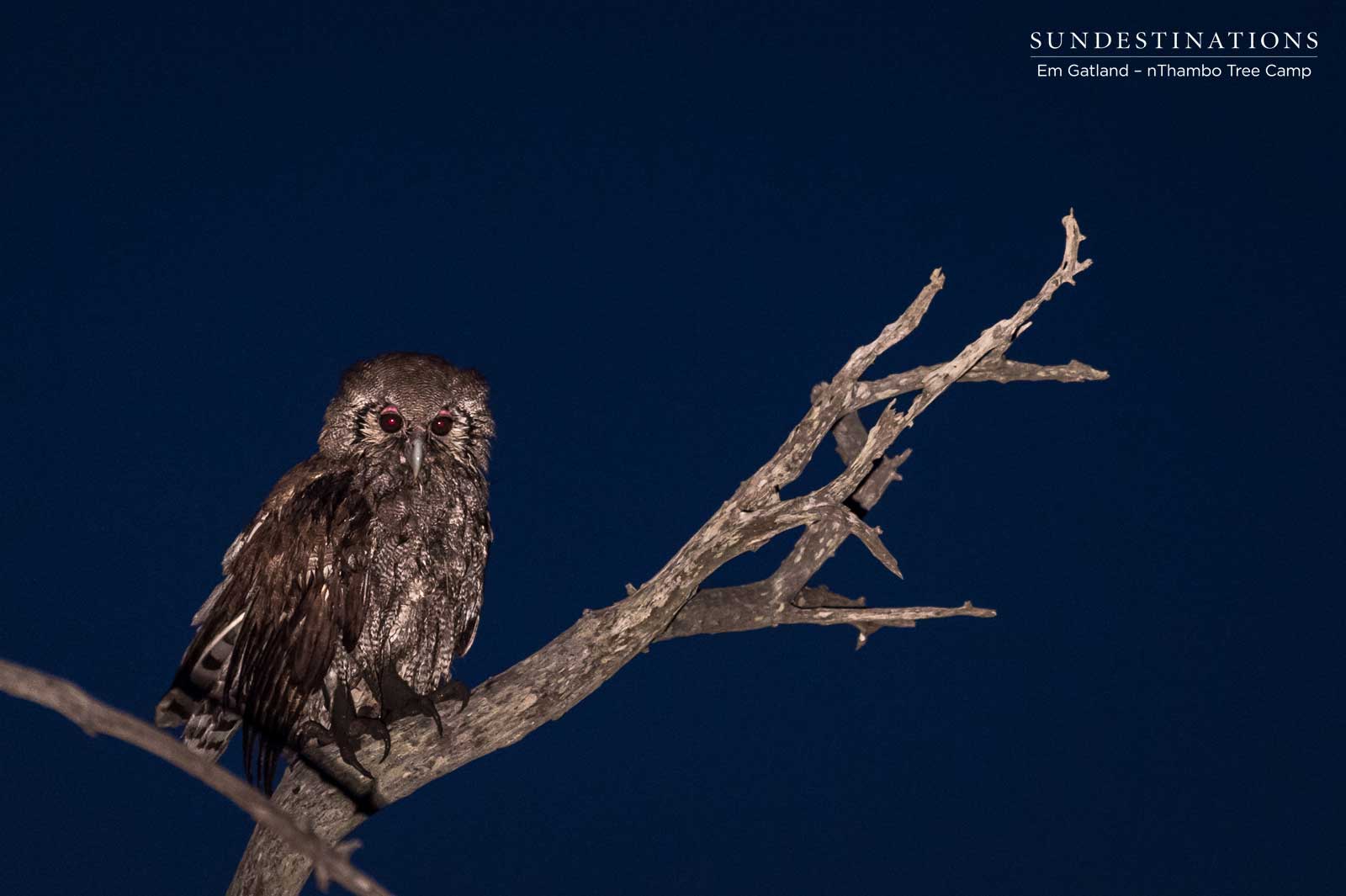 Giant Eagle Owl Giant Eagle Owl