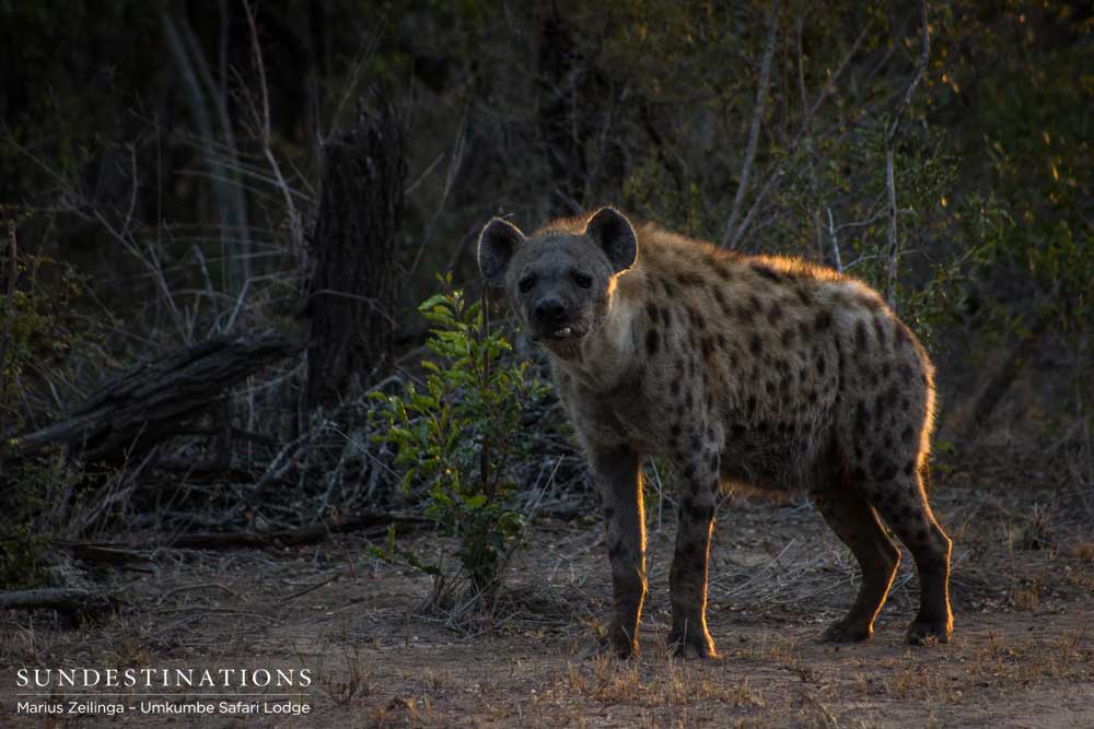 The famous Toothfairy - female hyena adept at stealing leopard kills and finding herself tasty morsels in the Sabi Sand The famous Toothfairy - female hyena adept at stealing leopard kills and finding herself tasty morsels in the Sabi Sand