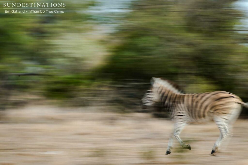 A dazzle of zebra pass us in a blur of movement as a drum roll of hooves hit the ground A dazzle of zebra pass us in a blur of movement as a drum roll of hooves hit the ground