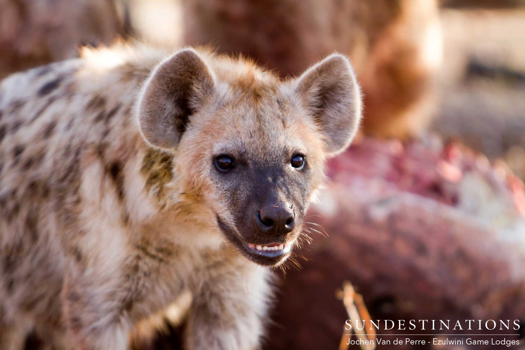 Hyena Ezulwini Hyena Ezulwini