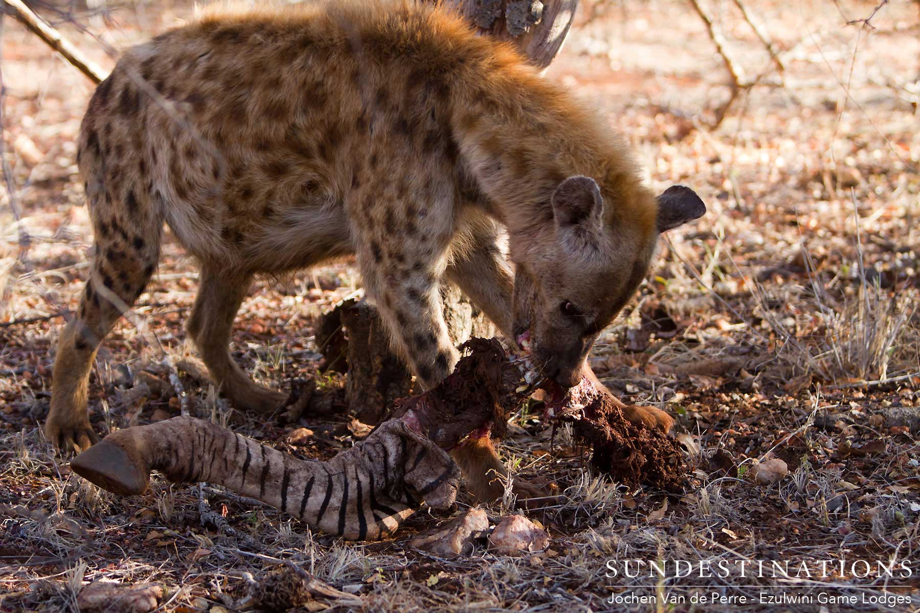 Hyena with Kill Hyena with Kill