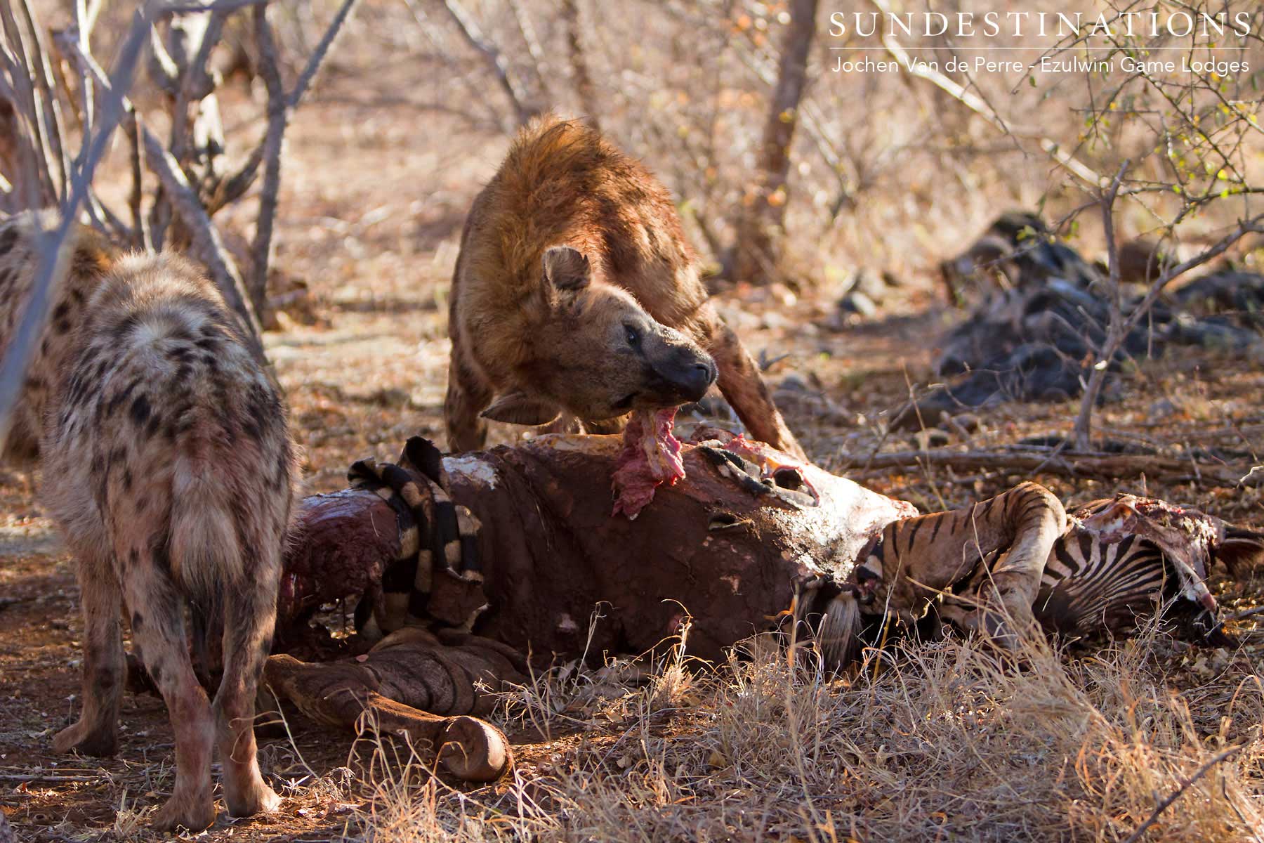 Hyena Rips Apart Kill Hyena Rips Apart Kill