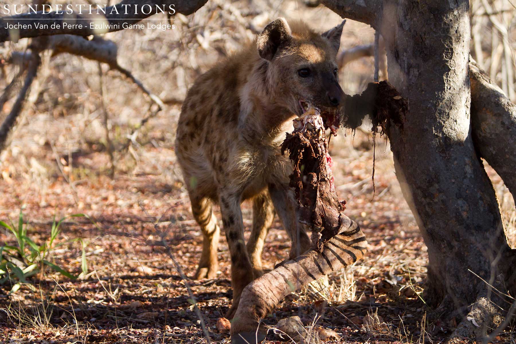 Hyena with Zebra Hyena with Zebra