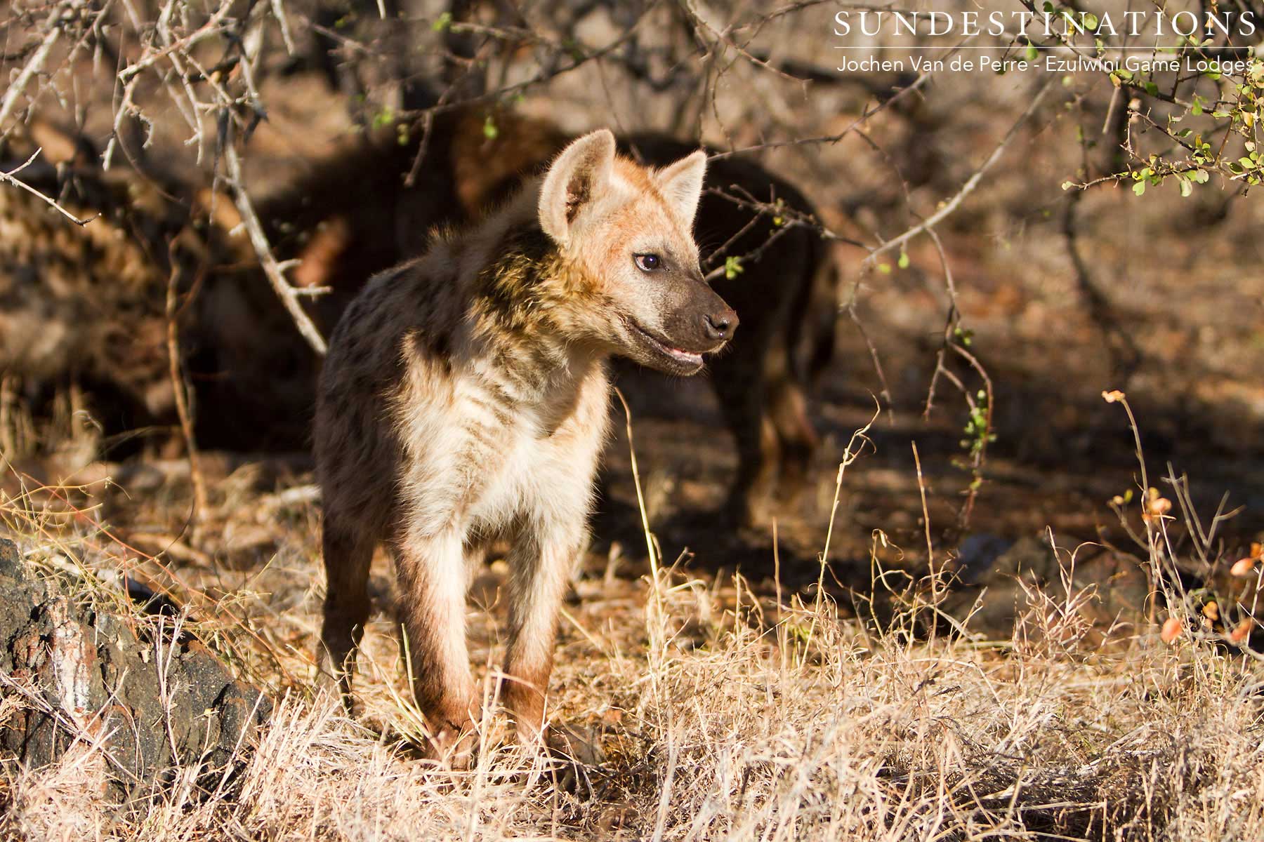 Hyena Clan Hyena Clan