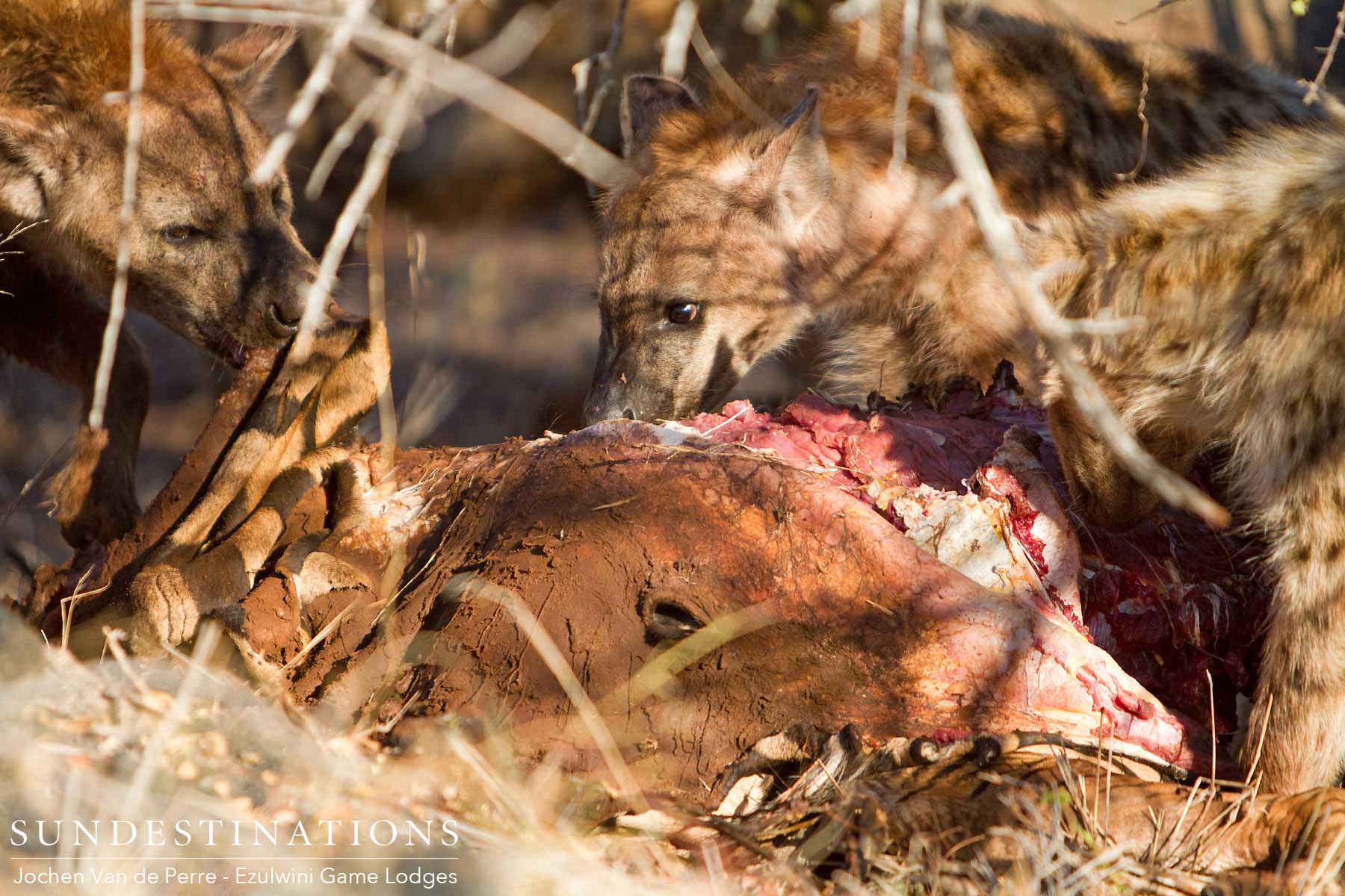 Hyena Steals Food Hyena Steals Food