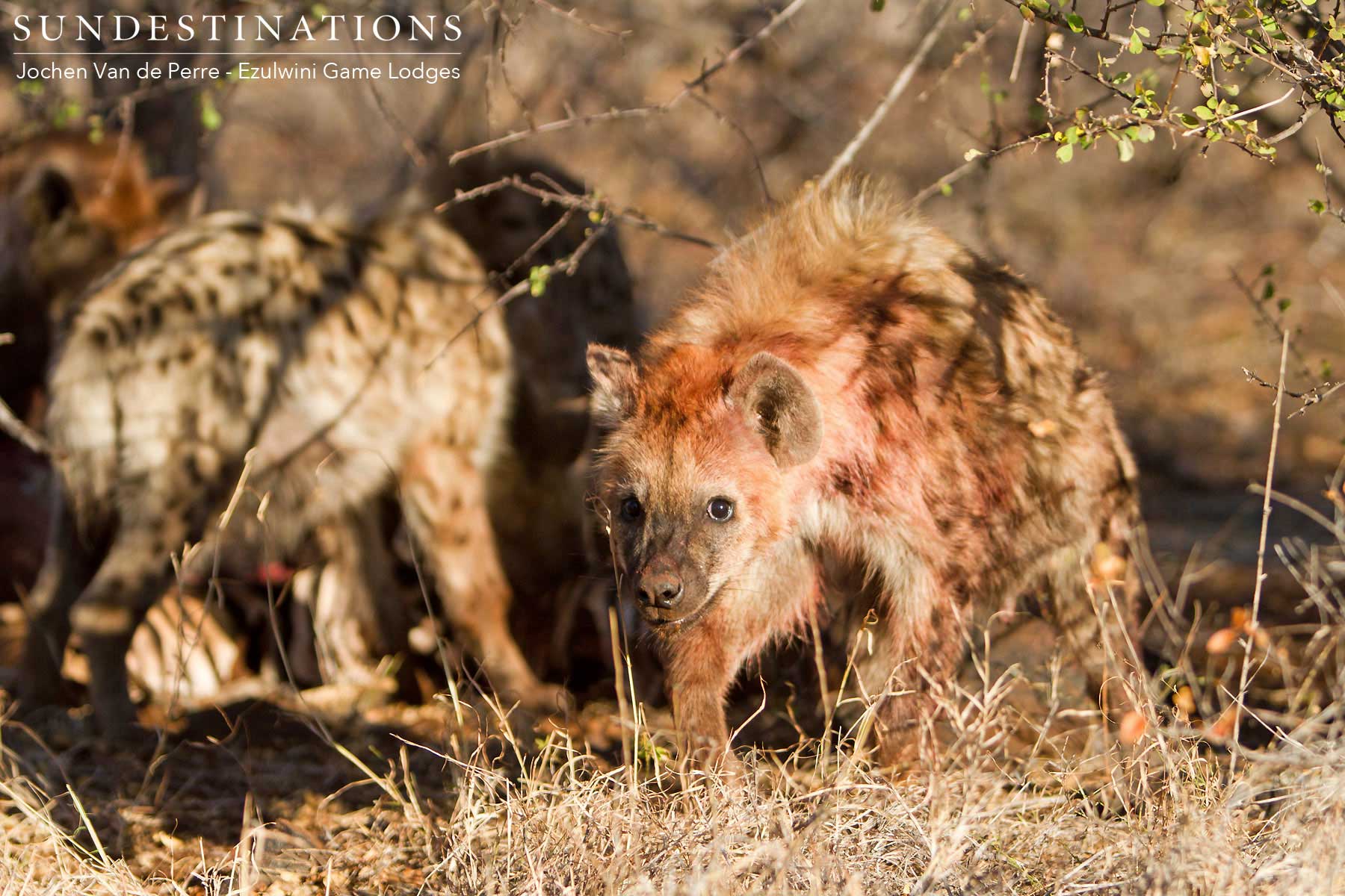 Hyena at Ezulwini Game Lodges Hyena at Ezulwini Game Lodges