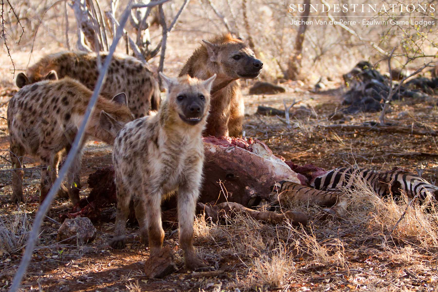 Hyena on Zebra Kill Balule Hyena on Zebra Kill Balule