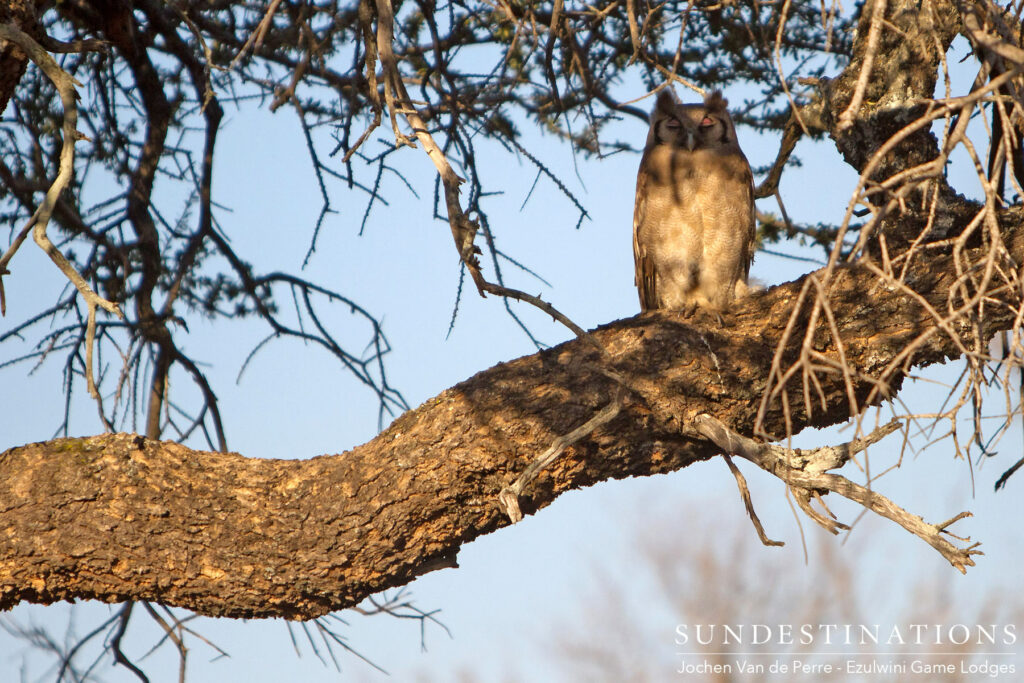 A Verreaux's eagle owl remains camouflaged while catching some shut-eye and revealing its dramatic, pink eyelids A Verreaux's eagle owl remains camouflaged while catching some shut-eye and revealing its dramatic, pink eyelids