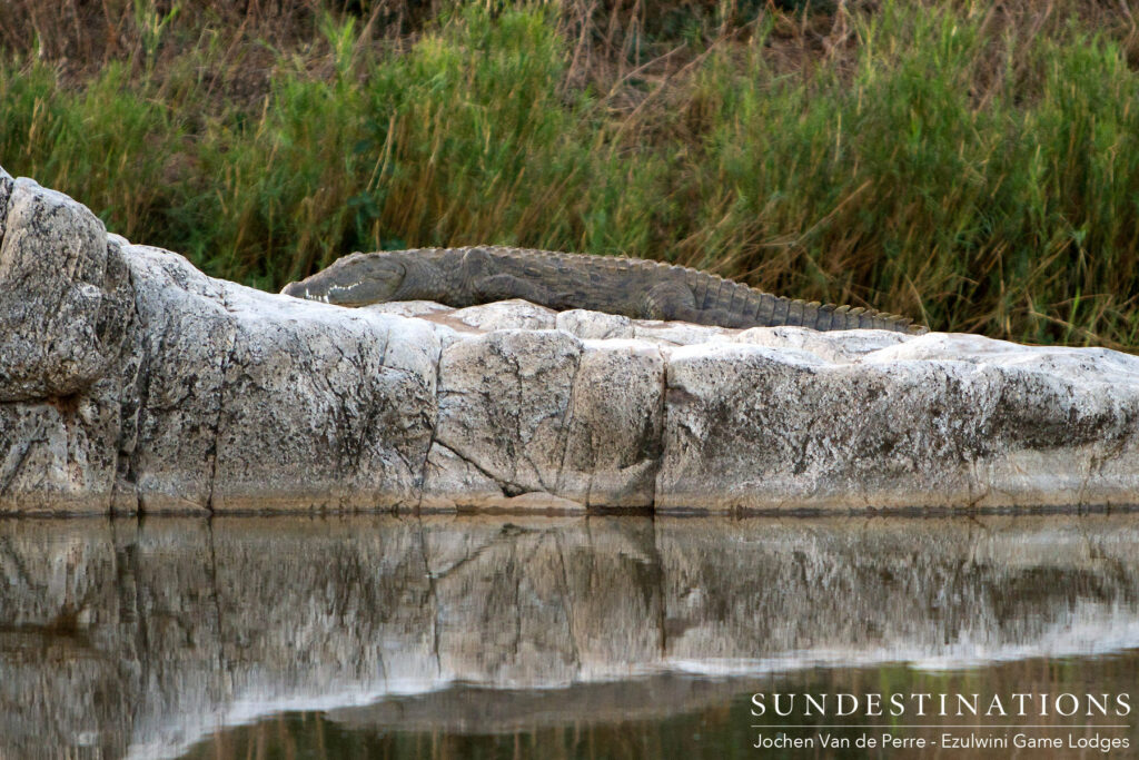 A perfect reflection of a sun-whitened rock, which is the perfect sun lounger for an Olifants River crocodile A perfect reflection of a sun-whitened rock, which is the perfect sun lounger for an Olifants River crocodile