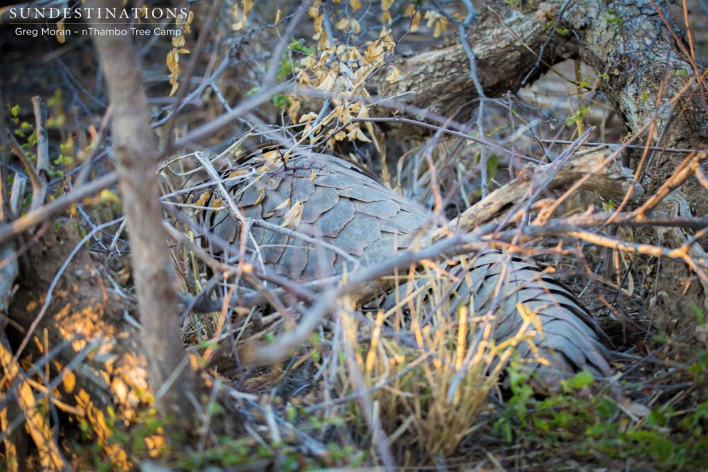 Scaly anteater, otherwise known as a pangolin Scaly anteater, otherwise known as a pangolin