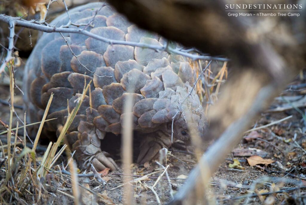Pangolin spotted in the wild Klaserie Pangolin spotted in the wild Klaserie