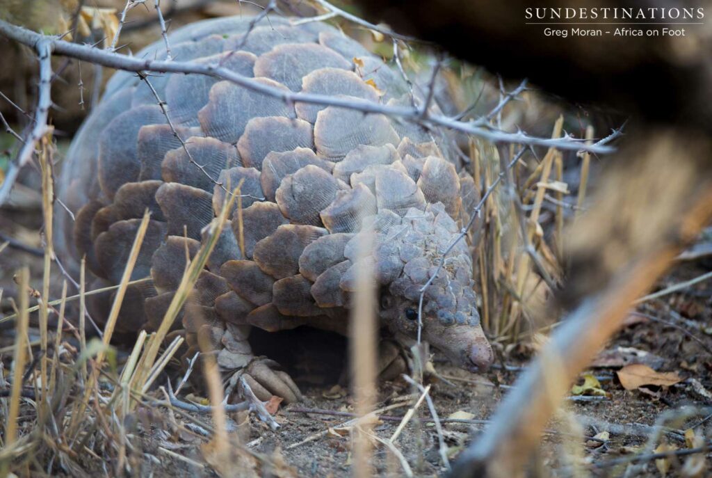 Pangolin spotted in the Klaserie Pangolin spotted in the Klaserie