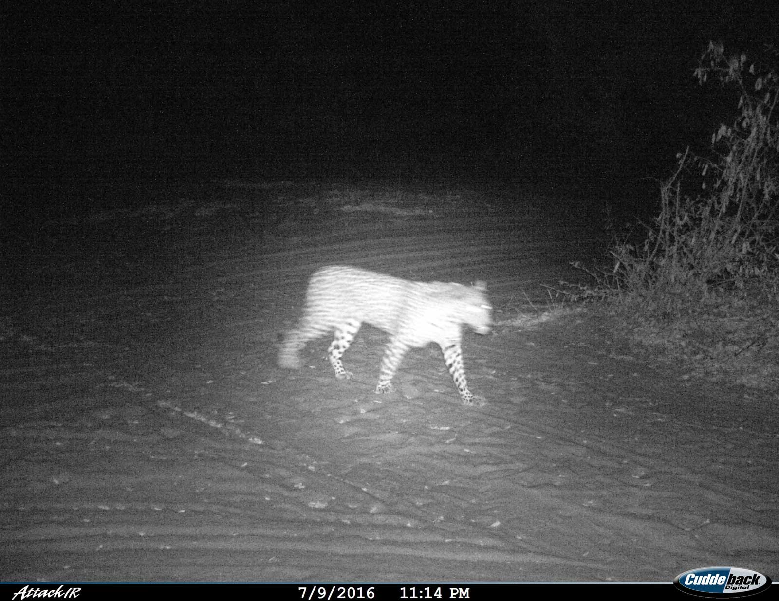 Leopard in Camp Leopard in Camp