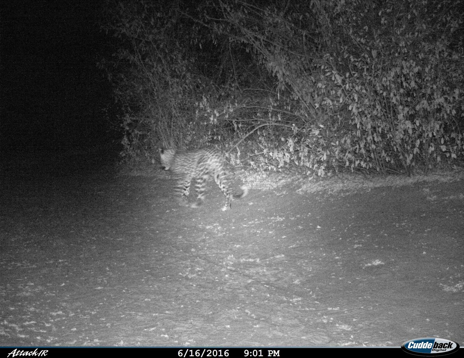 Leopard Close to Tent Leopard Close to Tent