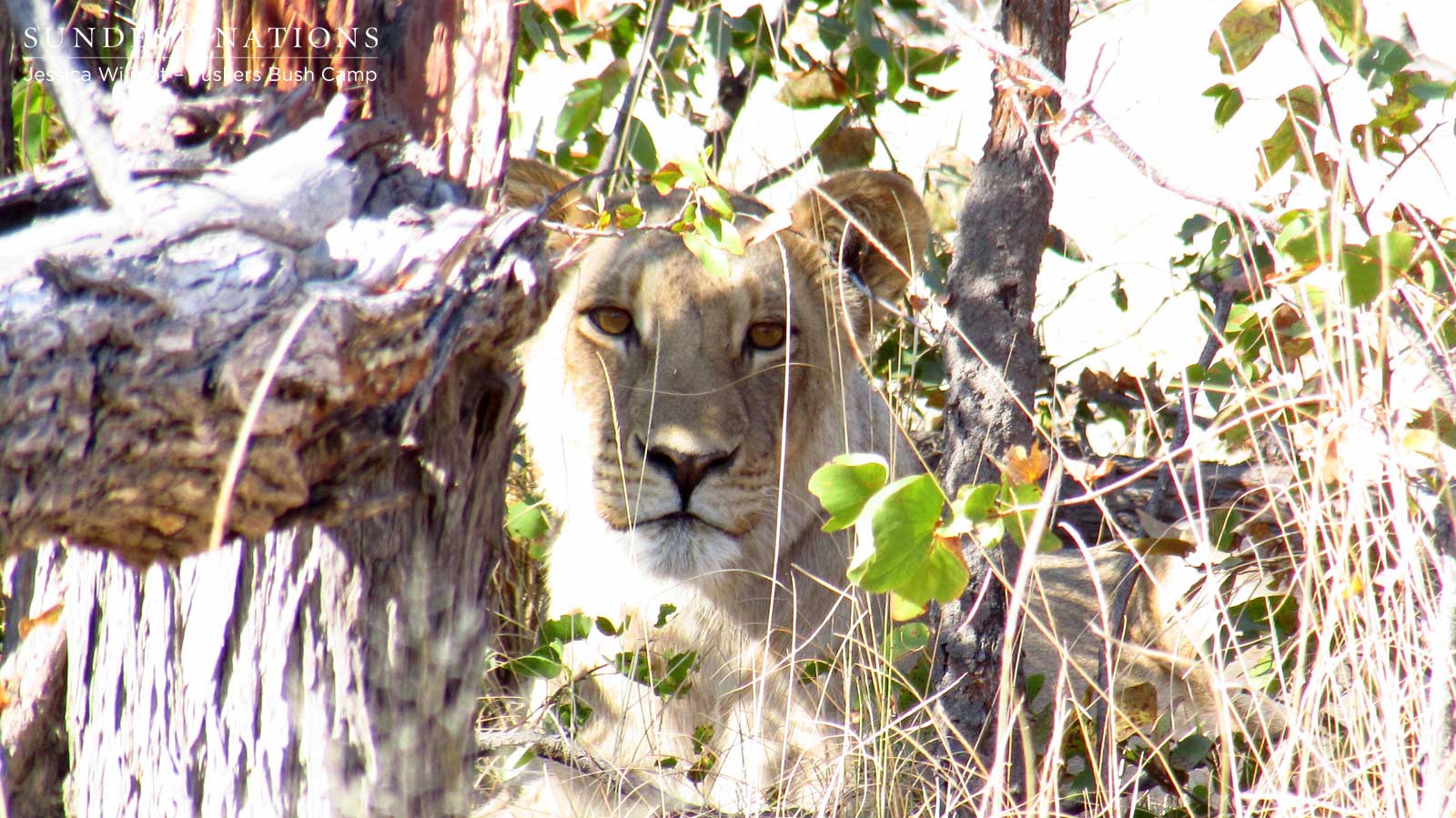 Lioness in Thickets Lioness in Thickets
