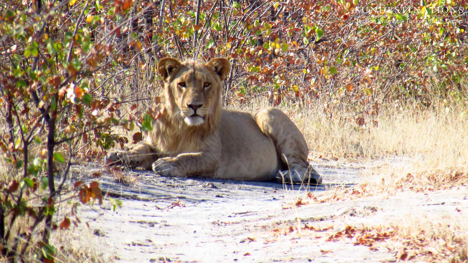 Lion - Full Belly Lion - Full Belly