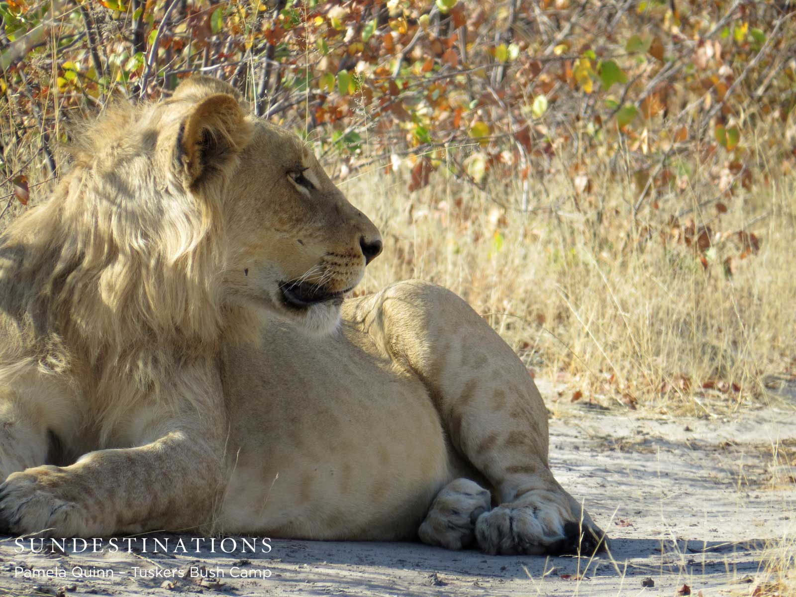 Tuskers Young Male Lion Tuskers Young Male Lion