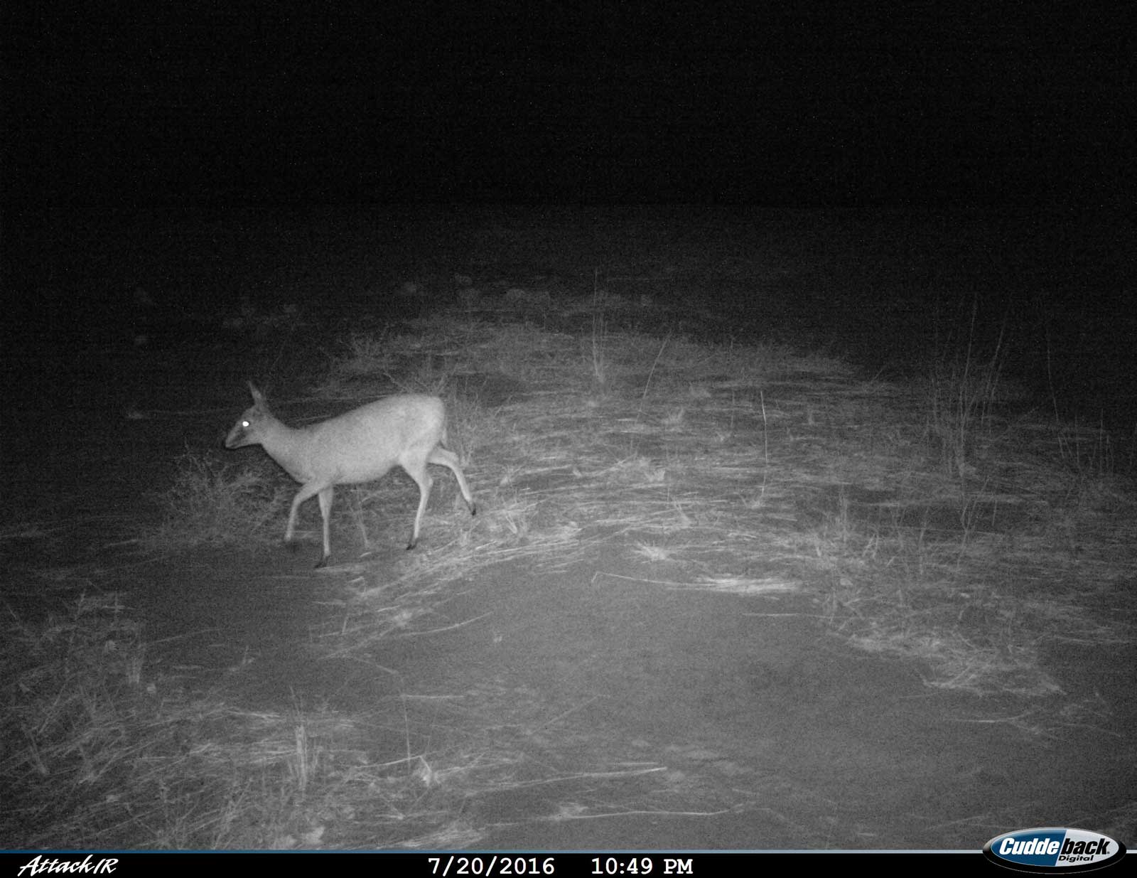 Tuskers Duiker Plains Game Tuskers Duiker Plains Game