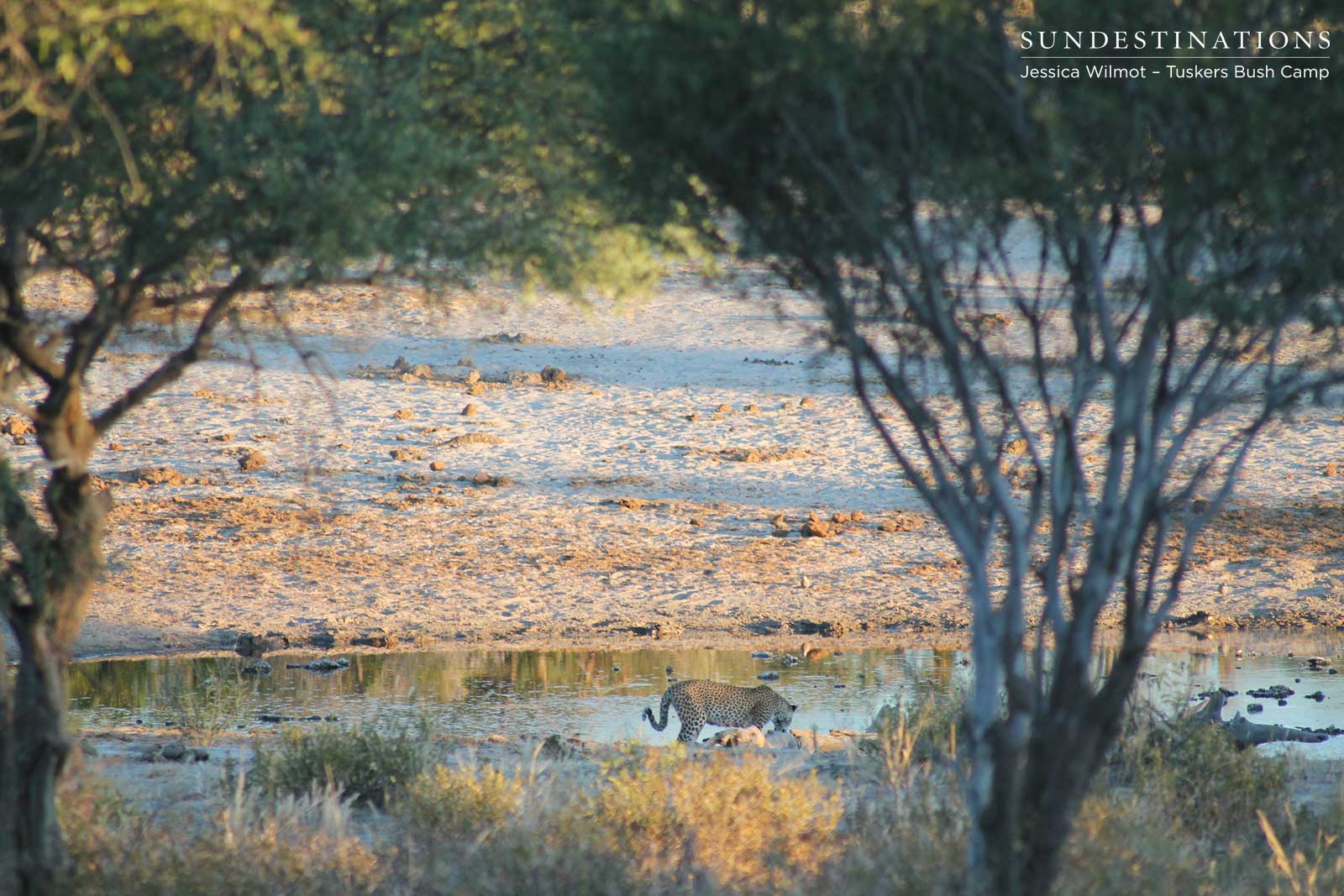 Tuskers Leopard at Waterhole Tuskers Leopard at Waterhole