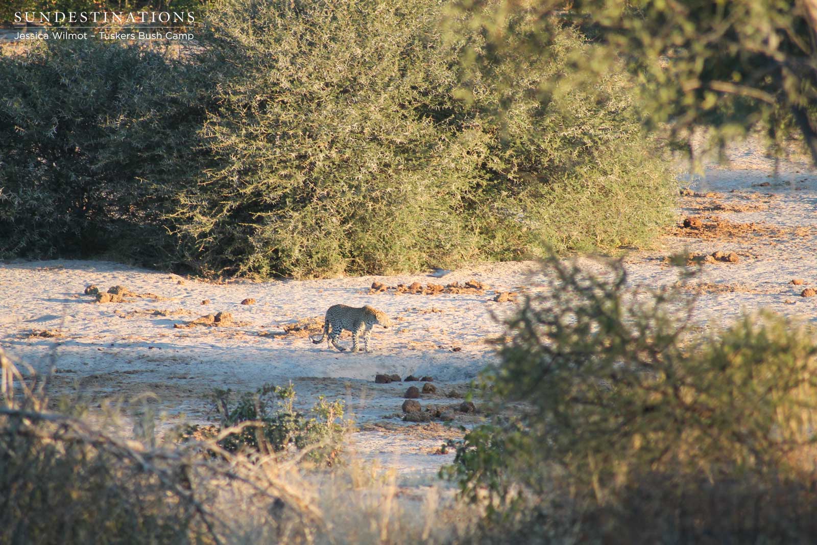 Leopard from Tuskers Leopard from Tuskers