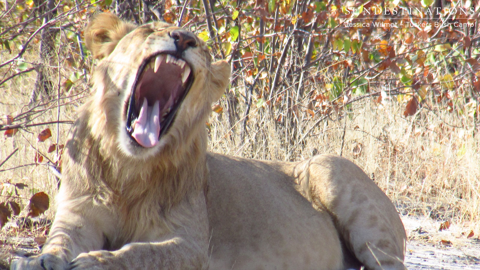 Lion - Young Male Lion - Young Male