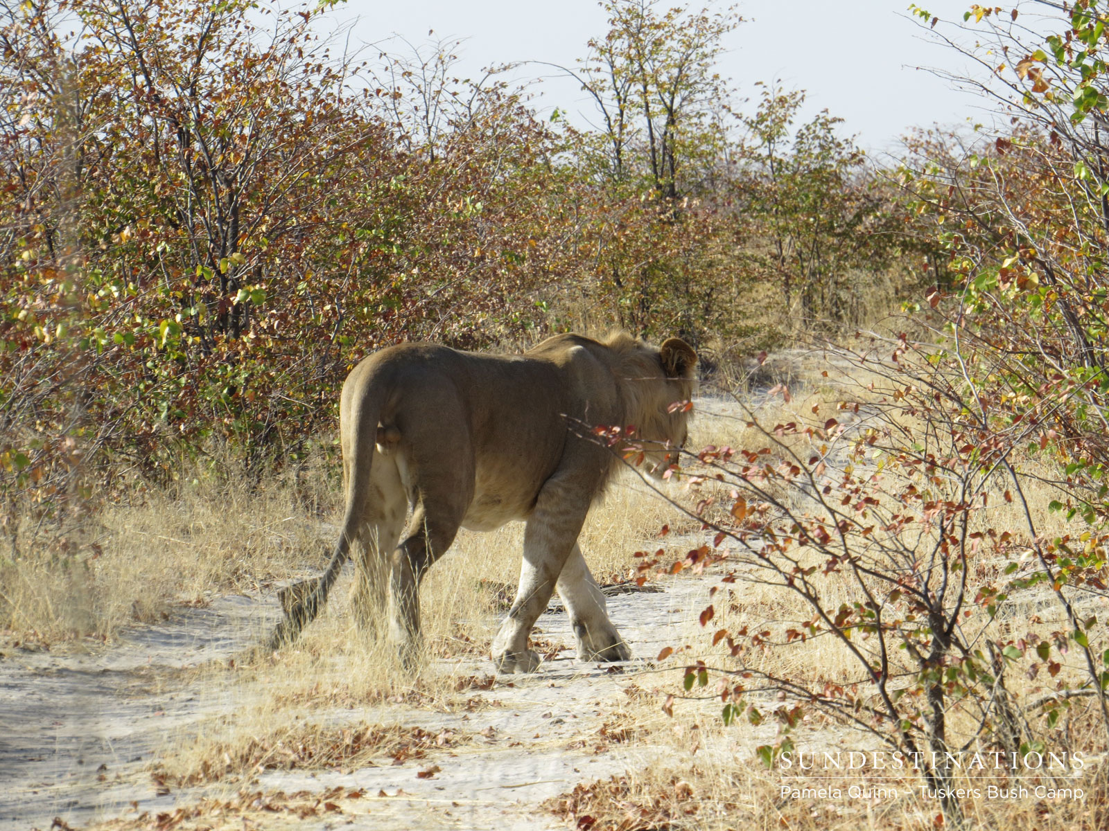 Sub-adult Male Lion Sub-adult Male Lion