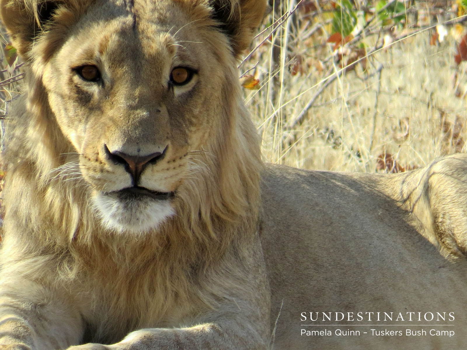 Young Male Lion in Tuskers Young Male Lion in Tuskers