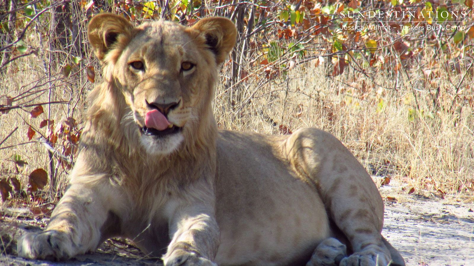 Tuskers Lions Tuskers Lions