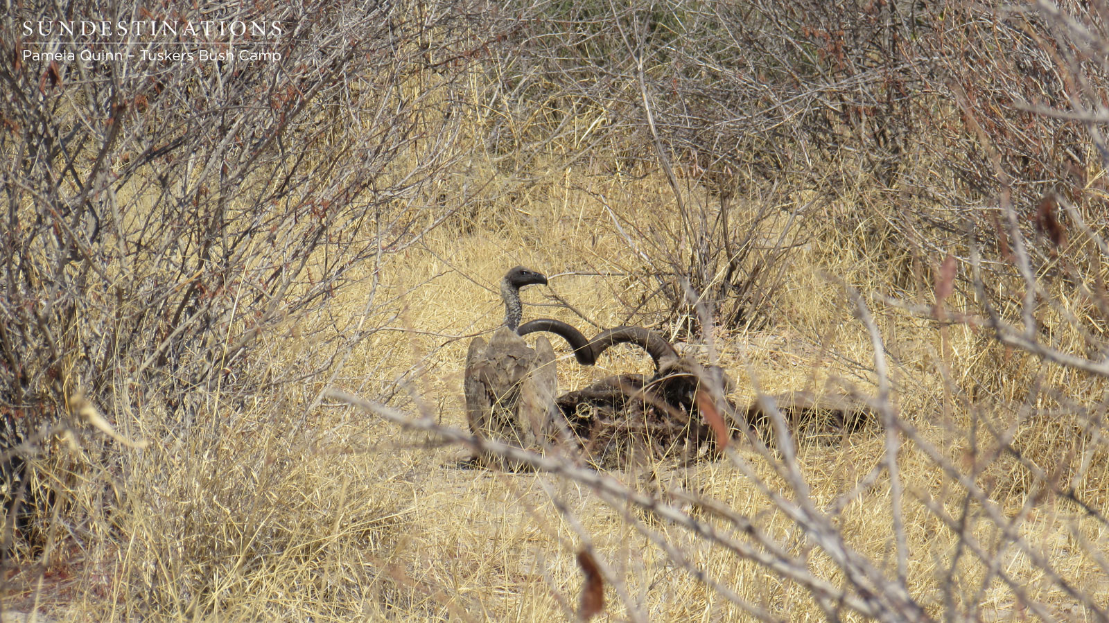 White Backed Vulture with Kill White Backed Vulture with Kill