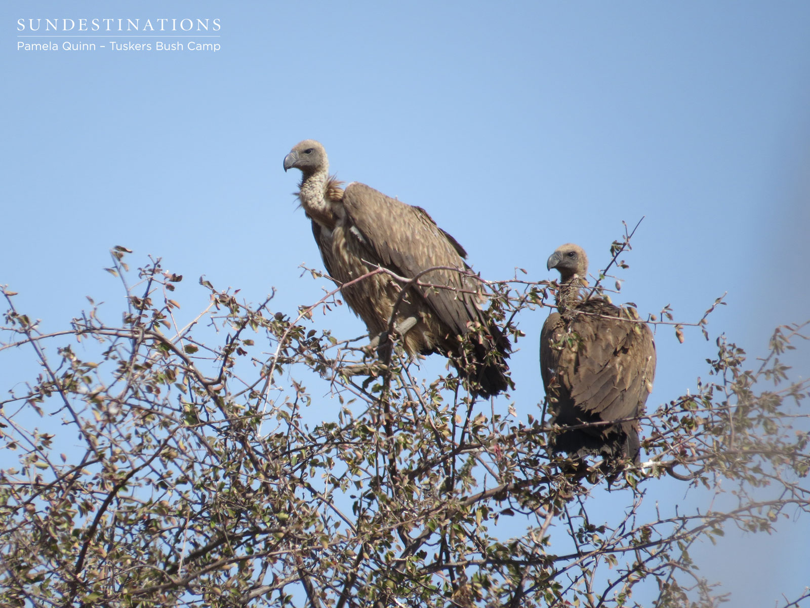 White Backed Vultures White Backed Vultures