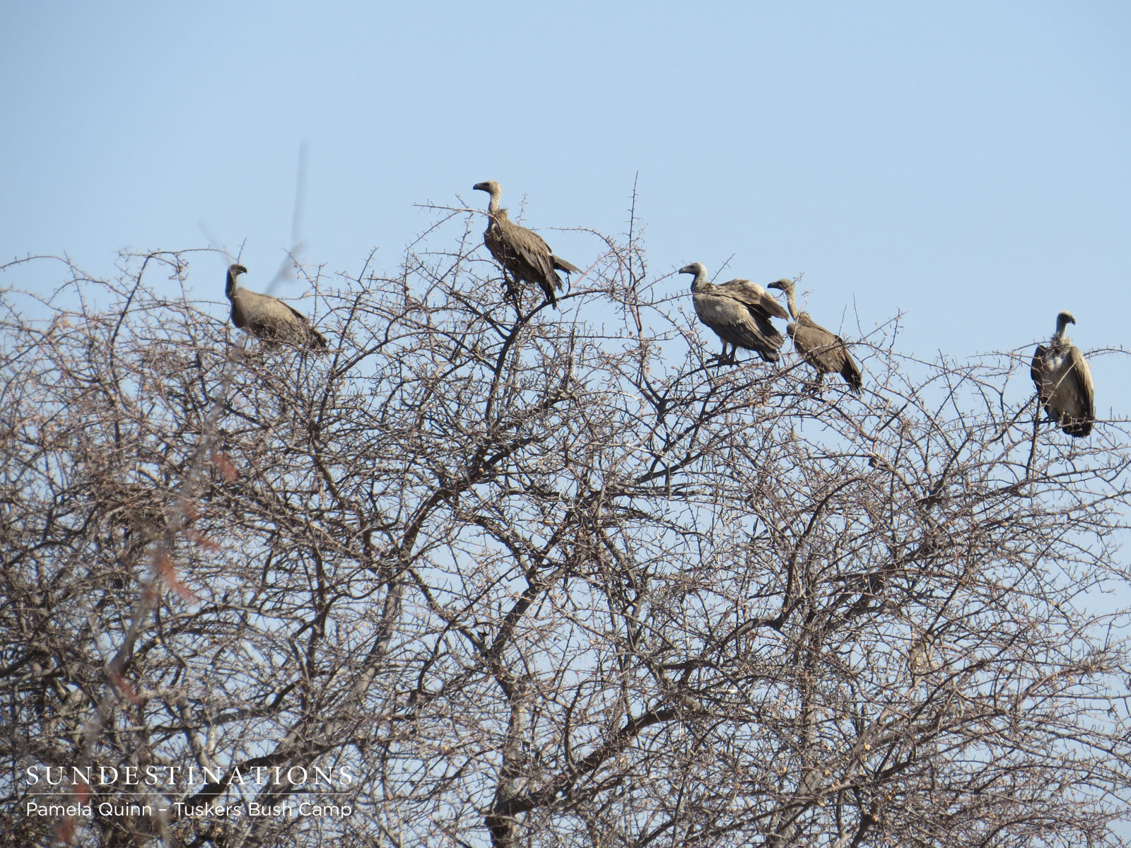 Vultures with Kill Vultures with Kill